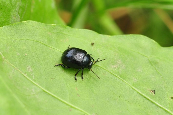 Chrysolina oricalcia?